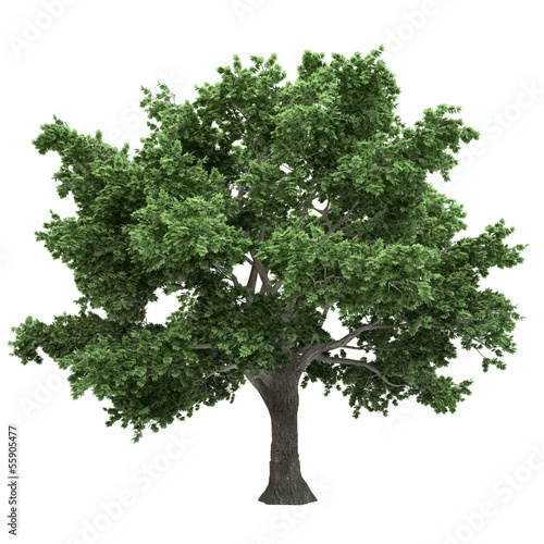 Illustration: Canadian Maple Tree Isolated Canadian Maple Tree Isolated