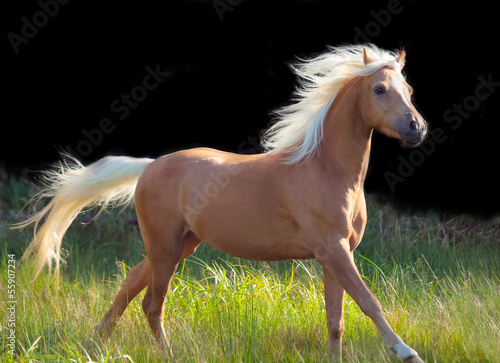 Photo: galoping palomino welsh pony at black background galoping palomino welsh pony at black background
