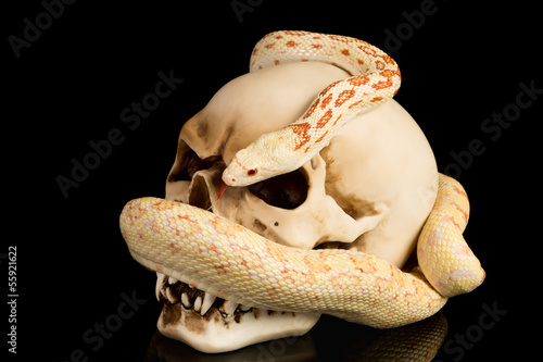 Photo: Skull and snake at haloween Skull and snake at haloween
