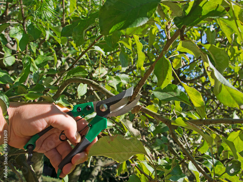 Photo: Obstbaumschnitt Obstbaumschnitt