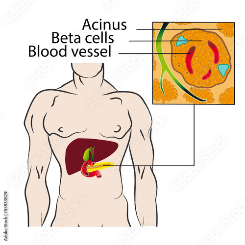 Vector: Insulin from the beta cells of the pancreas Insulin from the beta cells of the pancreas