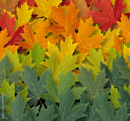 Illustration: Autumn Pattern Autumn Pattern