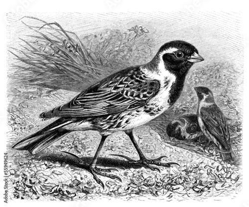Illustration: Bird : Lapland Longspur - Bruant - Spornammer Bird : Lapland Longspur - Bruant - Spornammer