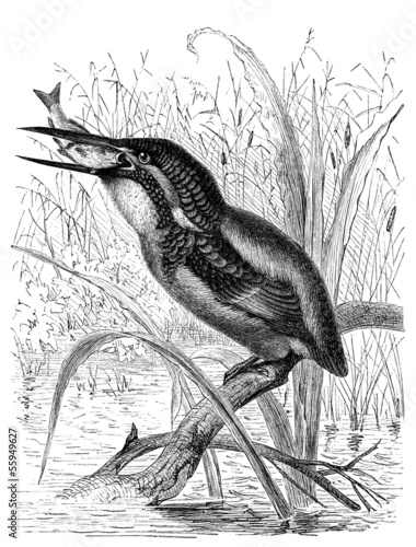 Illustration: Bird : Kingfisher - Martin Pêcheur - Eisvogel Bird : Kingfisher - Martin Pêcheur - Eisvogel