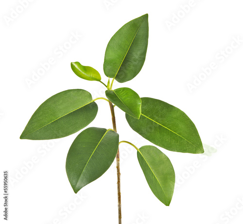 Photo: sapling sapling