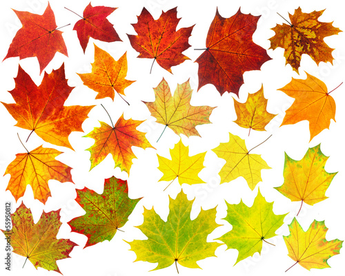 Photo: Colorful maple leaves Colorful maple leaves