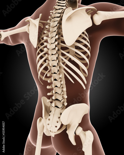 Illustration: Male medical skeleton Male medical skeleton