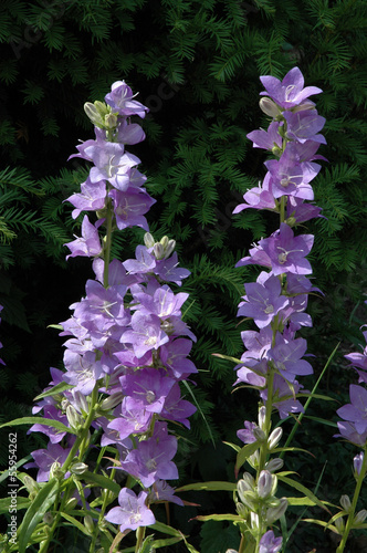 Photo: CAMPANULE, Campanula persicifolia CAMPANULE, Campanula persicifolia