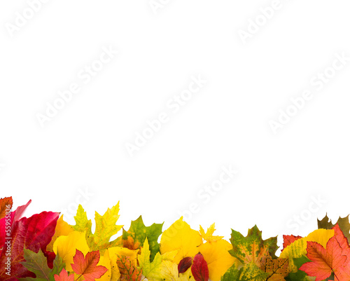 Photo: herbstblätter herbstblätter