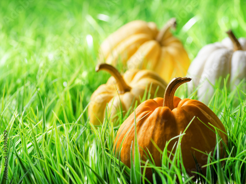 Photo: Pumpkins on green natural grass Pumpkins on green natural grass