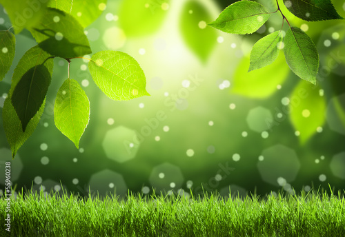 Photo: Spring forest background Spring forest background