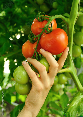 Photo: women's arm holding red tomato women's arm holding red tomato