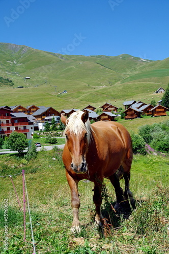 Photo: cheval de trait cheval de trait