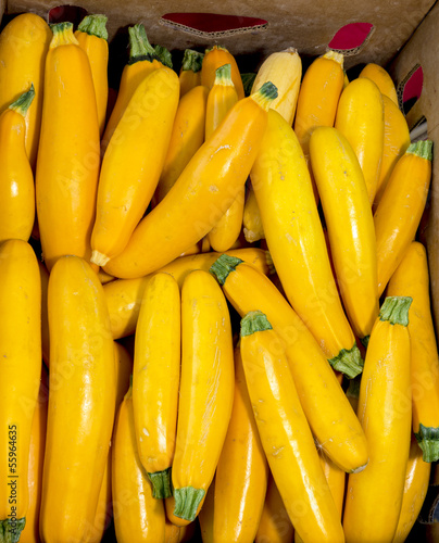Photo: Fresh yellow squash in a carboard box Fresh yellow squash in a carboard box