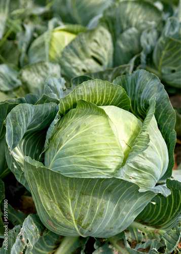 Photo: Weißkohl, bio Weißkohl, bio