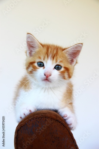 Photo: babykaetzchen auf stuhllehne I babykaetzchen auf stuhllehne I