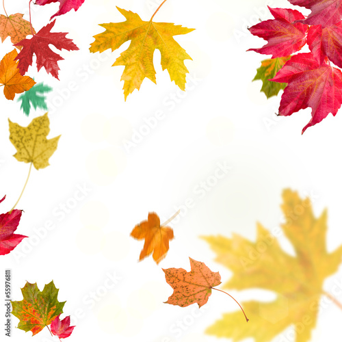 Photo: isolated autumn leaves ahorn isolated autumn leaves ahorn