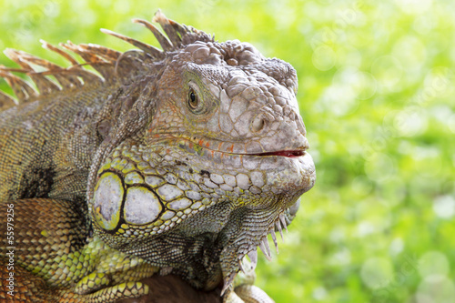 Photo: Iguana Iguana