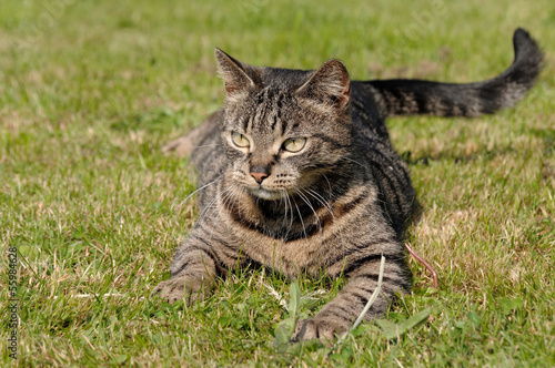 Photo: Katze liegend Katze liegend