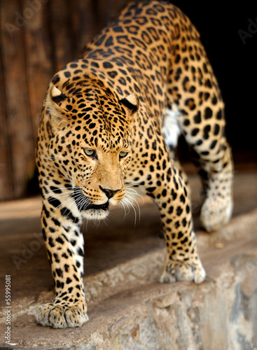 Photo: Leopard Leopard