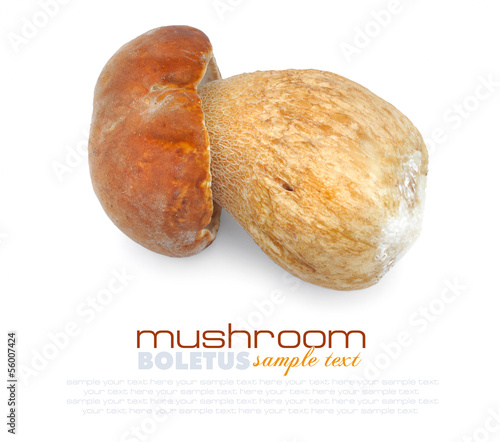 Photo: Boletus edulis on white background Boletus edulis on white background