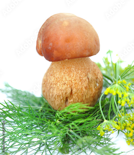Photo: White mushroom in greenery of dill on white background White mushroom in greenery of dill on white background