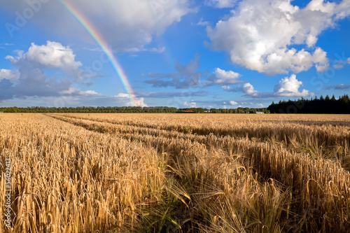 Photo: rainbow over wheat field in summer rainbow over wheat field in summer