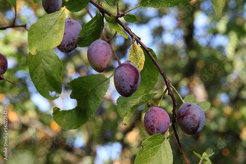 Photo: prunes prunes