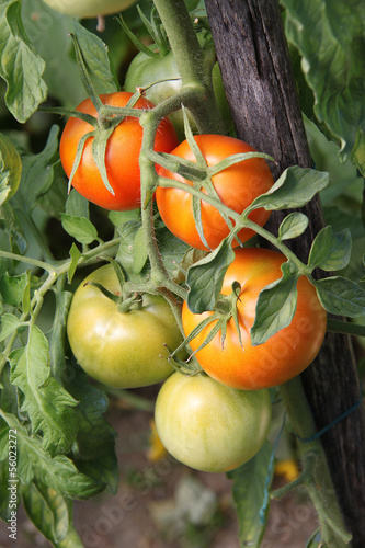 Photo: tomates tomates