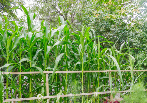 Photo: Corn growing in flower garden Corn growing in flower garden