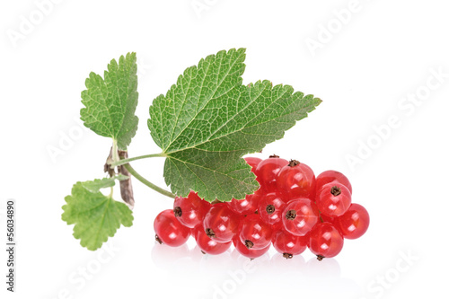 Photo: Rote Johannisbeeren, red currants, isolated Rote Johannisbeeren, red currants, isolated