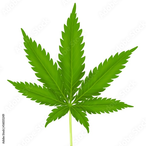 Illustration: marijuana marijuana