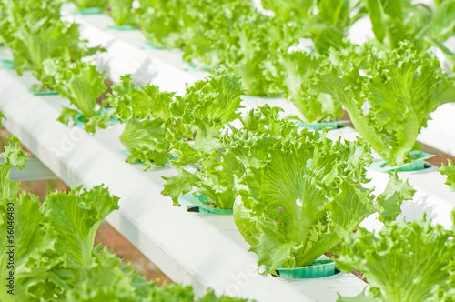 Photo: Hydroponics Vegetable Farm Green Lettuce Salad Hydroponics Vegetable Farm Green Lettuce Salad