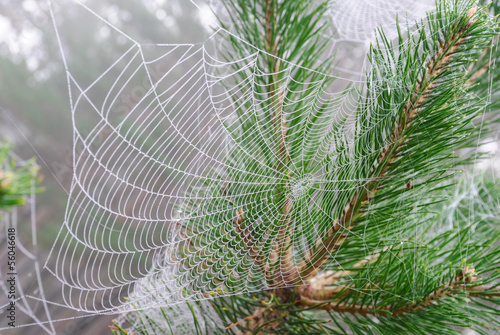 Photo: spider web on the branches of pine spider web on the branches of pine