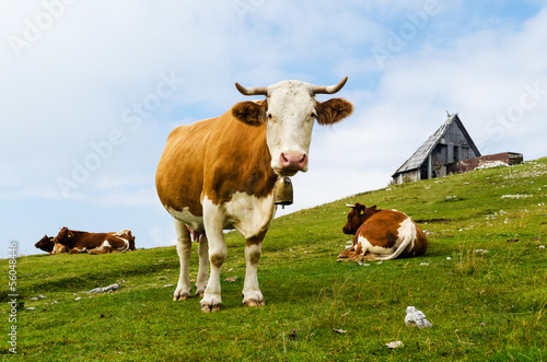 Photo: Funny cow looking at you (Velika Planina, Slovenia) Funny cow looking at you (Velika Planina, Slovenia)