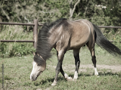 Photo: Running Beautiful buckskin stallion welsh pony Running Beautiful buckskin stallion welsh pony