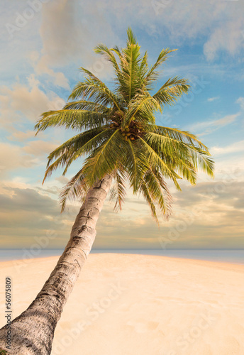 Fototapeta Tropical beach with coconut tree