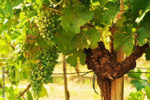 Photo: green grapes green grapes