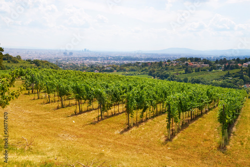 Photo: vineyards in the Vienna Woods vineyards in the Vienna Woods