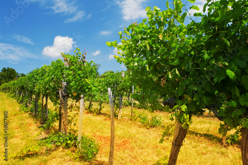 Photo: vineyards in Vienna Woods vineyards in Vienna Woods