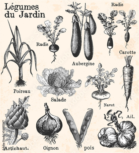 Vector: Kitchen garden Kitchen garden