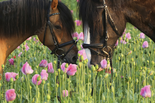Photo: Riese und Zwerg im Mohn Riese und Zwerg im Mohn