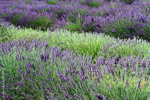Photo: campi di lavanda in provenza campi di lavanda in provenza