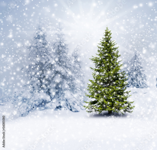 Photo: Weihnachtsbaum im Wald Weihnachtsbaum im Wald