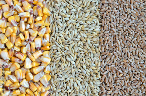 Photo: colorful cereal seeds as background colorful cereal seeds as background