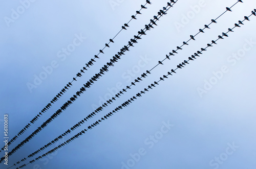 Photo: Flock swallows resting on wire Flock swallows resting on wire