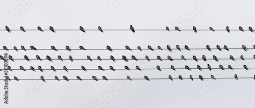 Photo: Flock swallows resting on wire Flock swallows resting on wire