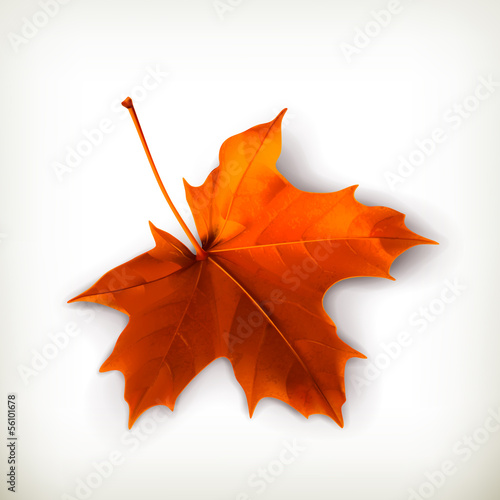 Vector: Maple leaf Maple leaf