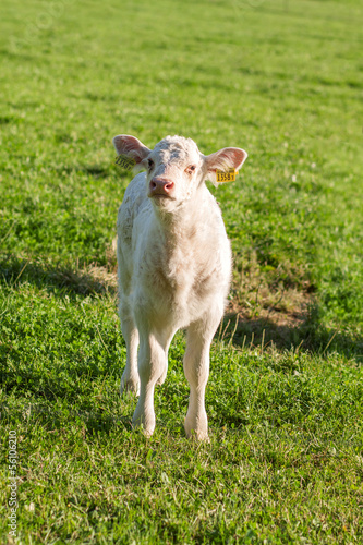 Photo: Charolais Kalb Charolais Kalb