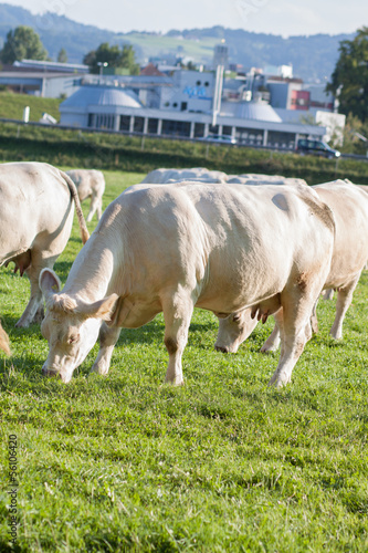 Photo: Charolais Kühe Charolais Kühe